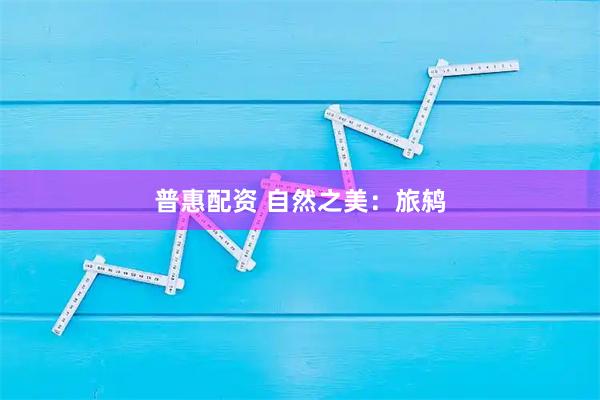 普惠配资 自然之美：旅鸫